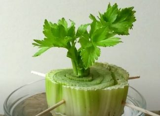 7 Plants You Can Grow From Your Kitchen Scraps