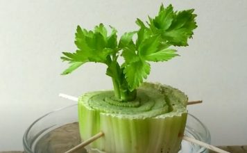 7 Plants You Can Grow From Your Kitchen Scraps