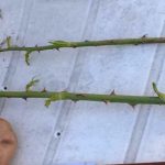 Get the best rose-filled summer garden using only rose cuttings and potato