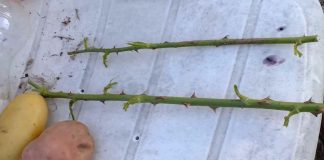 Get the best rose-filled summer garden using only rose cuttings and potato