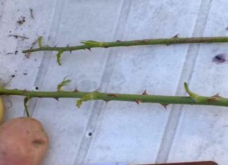 Get the best rose-filled summer garden using only rose cuttings and potato