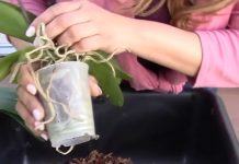 10 Tips That Will Make Replanting An Orchid Easier For You.