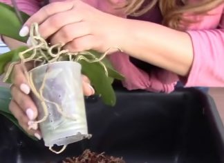 10 Tips That Will Make Replanting An Orchid Easier For You.