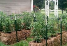 10 Tips To Straw Bale Gardening