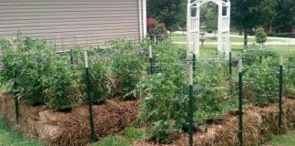10 Tips To Straw Bale Gardening