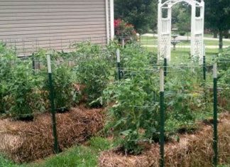 10 Tips To Straw Bale Gardening