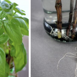 12 herbs you can grow with just water all year round