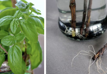 12 herbs you can grow with just water all year round