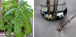 12 herbs you can grow with just water all year round