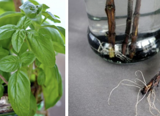 12 herbs you can grow with just water all year round