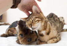 This app will restore your faith in humanity