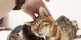 This app will restore your faith in humanity