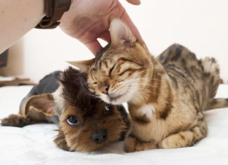 This app will restore your faith in humanity