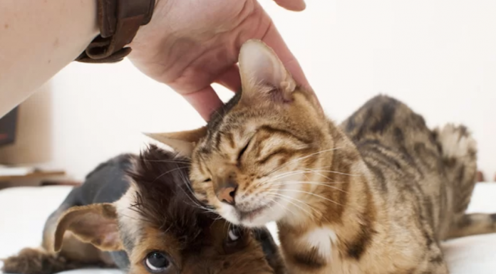 This app will restore your faith in humanity