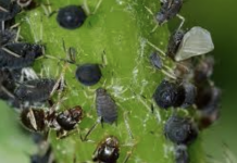 11 Effective Ways to Get Rid of Aphids