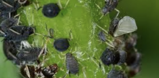 11 Effective Ways to Get Rid of Aphids