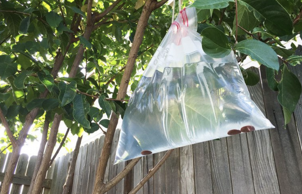 Here’s Why You should Hang Bags Full of Water in Your Porch Grandma's