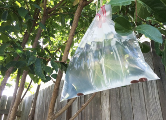 Here’s Why You should Hang Bags Full of Water in Your Porch