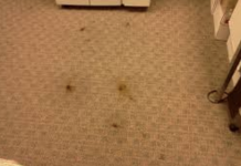 6 carpet cleaning tips you wish you knew before