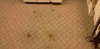 6 carpet cleaning tips you wish you knew before