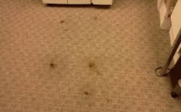 6 carpet cleaning tips you wish you knew before