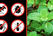 These 8 plants can help you repel spiders and other insects