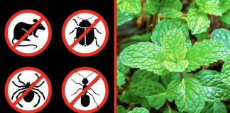 These 8 plants can help you repel spiders and other insects