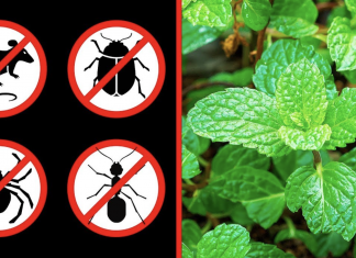 These 8 plants can help you repel spiders and other insects