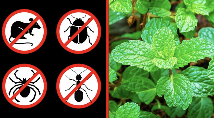 These 8 plants can help you repel spiders and other insects