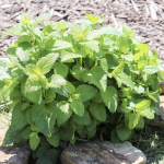 The Reasons Why You Need To Start Growing Lemon Balm In Your Garden As Soon As Possible.