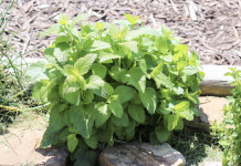 The Reasons Why You Need To Start Growing Lemon Balm In Your Garden As Soon As Possible.