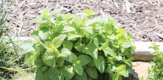 The Reasons Why You Need To Start Growing Lemon Balm In Your Garden As Soon As Possible.