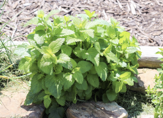 The Reasons Why You Need To Start Growing Lemon Balm In Your Garden As Soon As Possible.