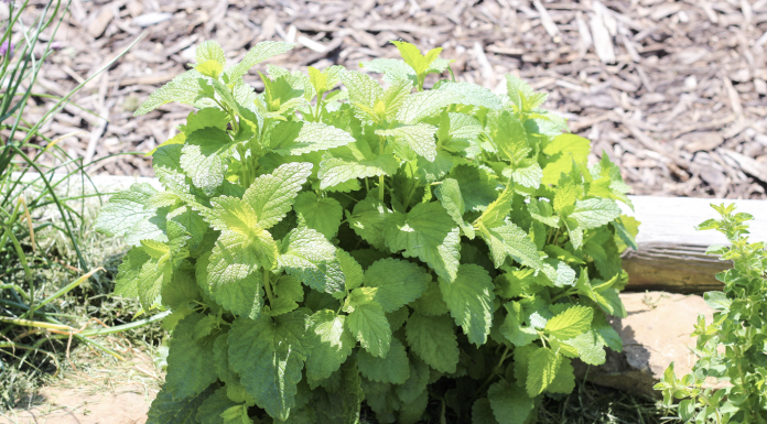 The Reasons Why You Need To Start Growing Lemon Balm In Your Garden As Soon As Possible.