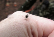 5 reasons why mosquitoes are attracted to you and how to solve them