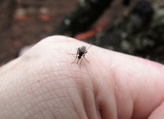 5 reasons why mosquitoes are attracted to you and how to solve them