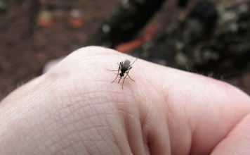 5 reasons why mosquitoes are attracted to you and how to solve them