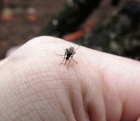 5 reasons why mosquitoes are attracted to you and how to solve them