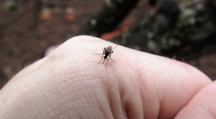 5 reasons why mosquitoes are attracted to you and how to solve them