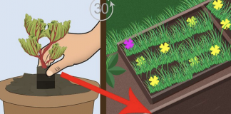 The 9 essential steps to properly grow rhubarb