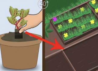The 9 essential steps to properly grow rhubarb