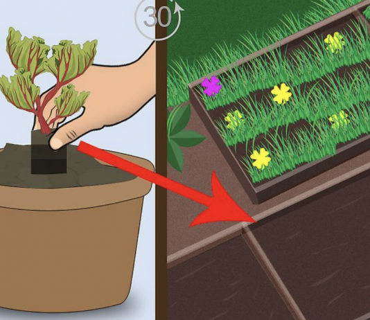 The 9 essential steps to properly grow rhubarb