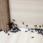 Homemade Ant Killer Recipes: DIY Ant Killers that Work – Pest …