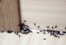 Homemade Ant Killer Recipes: DIY Ant Killers that Work – Pest …