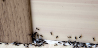 Homemade Ant Killer Recipes: DIY Ant Killers that Work – Pest …