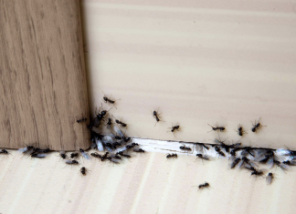 Homemade Ant Killer Recipes: DIY Ant Killers that Work – Pest …