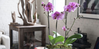 5 papaya seeds benefits you should know about