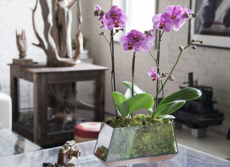 5 papaya seeds benefits you should know about