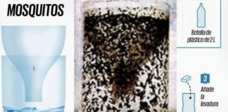 How to Make a DIY Plastic Bottle Mosquito Trap