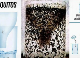 How to Make a DIY Plastic Bottle Mosquito Trap